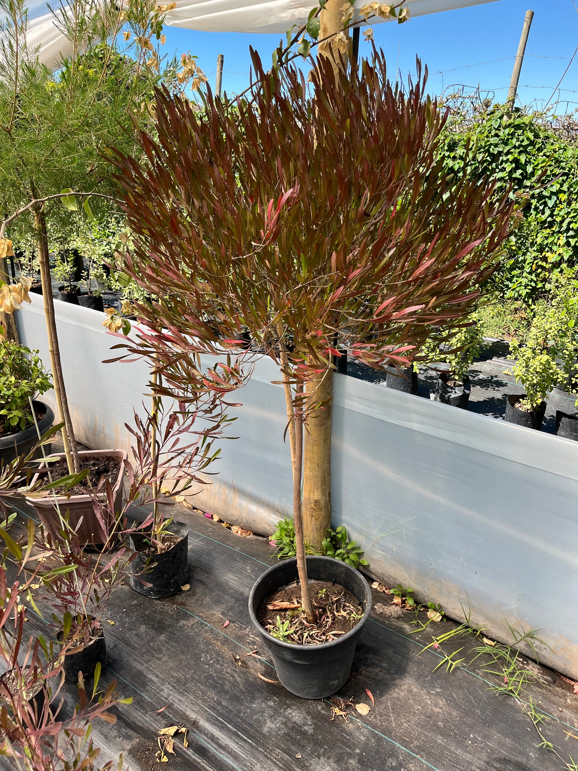 Plantas Pie Alto Grande