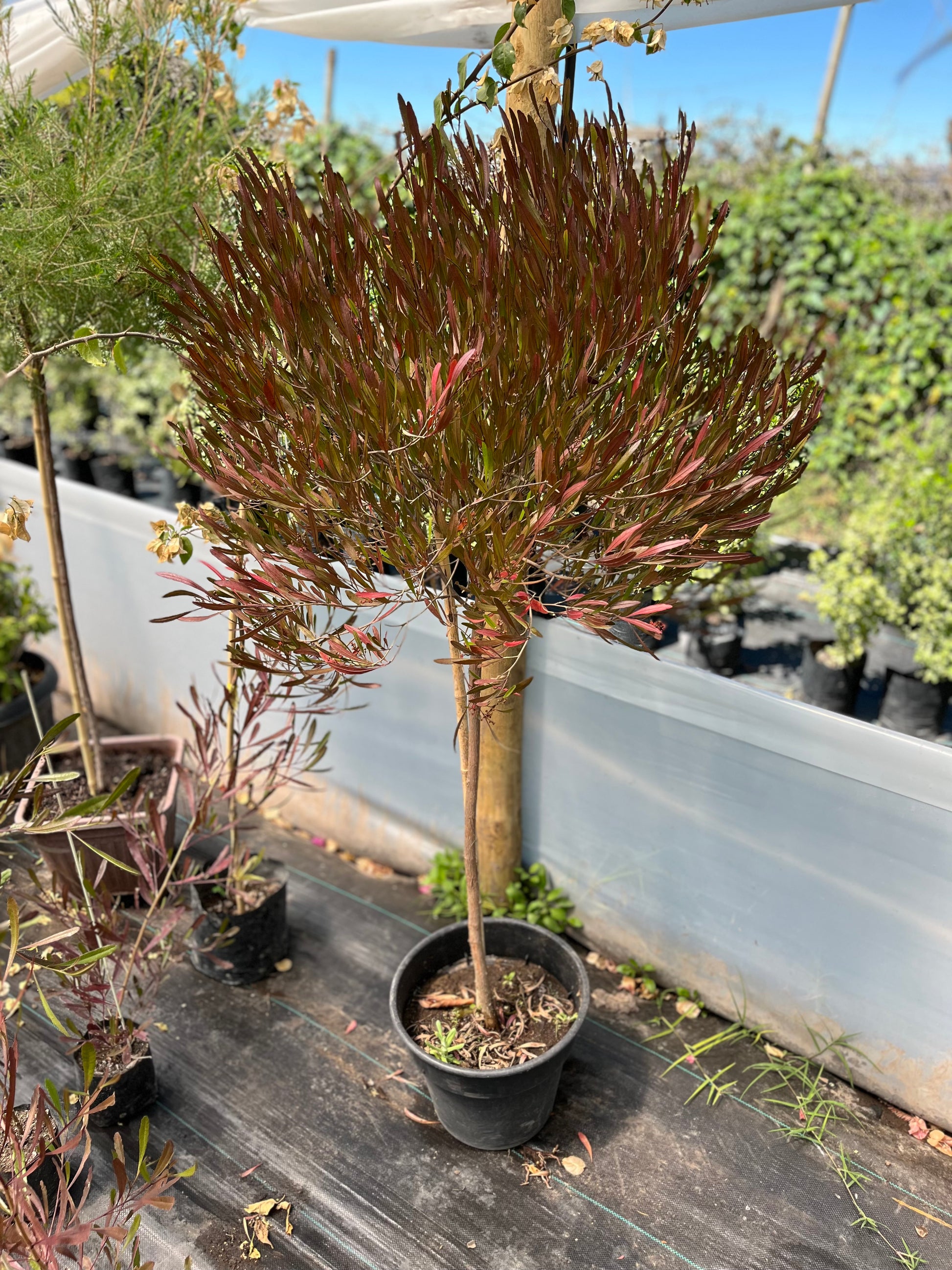 Plantas Pie Alto Grande