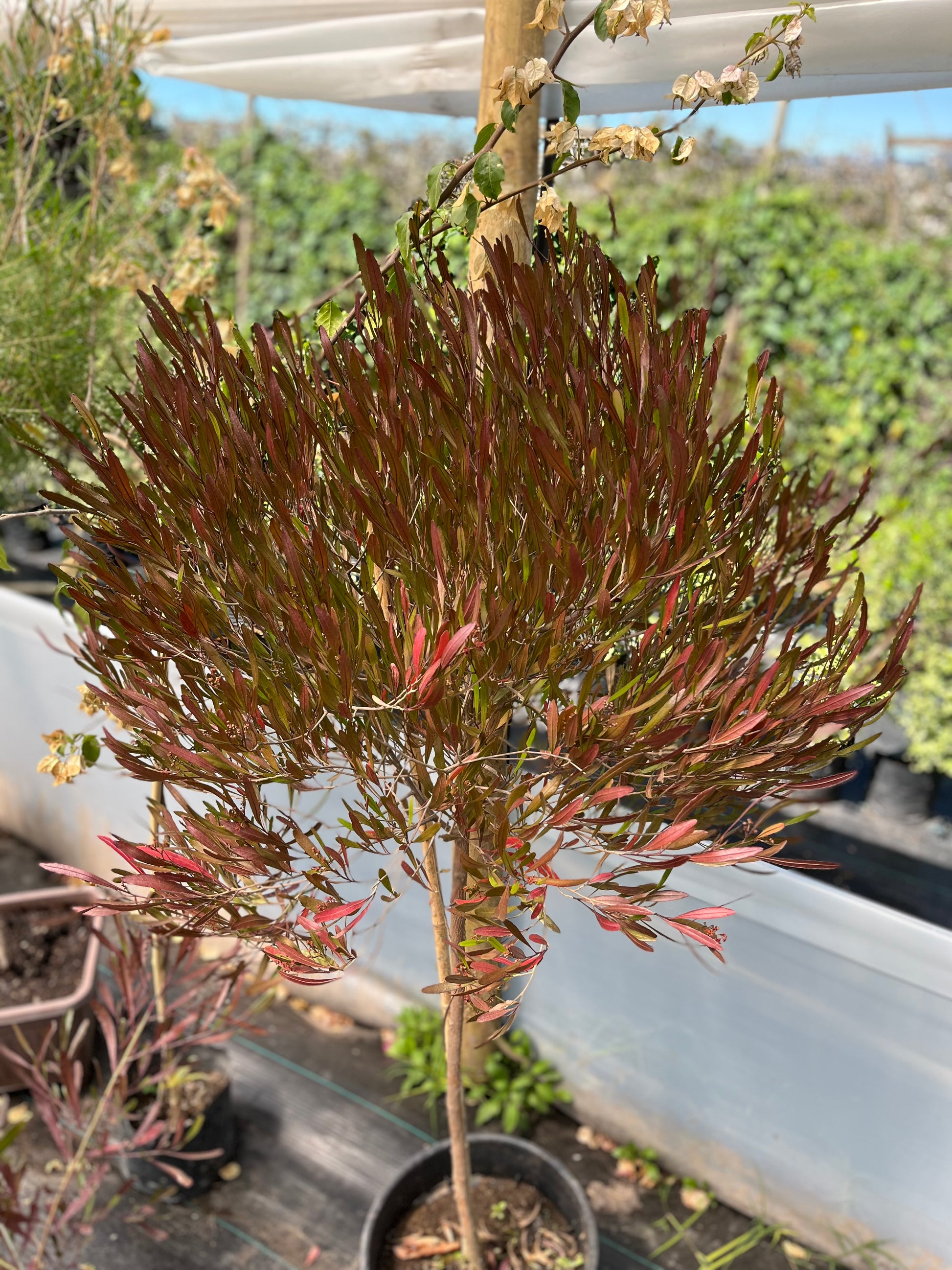 Plantas Pie Alto Grande