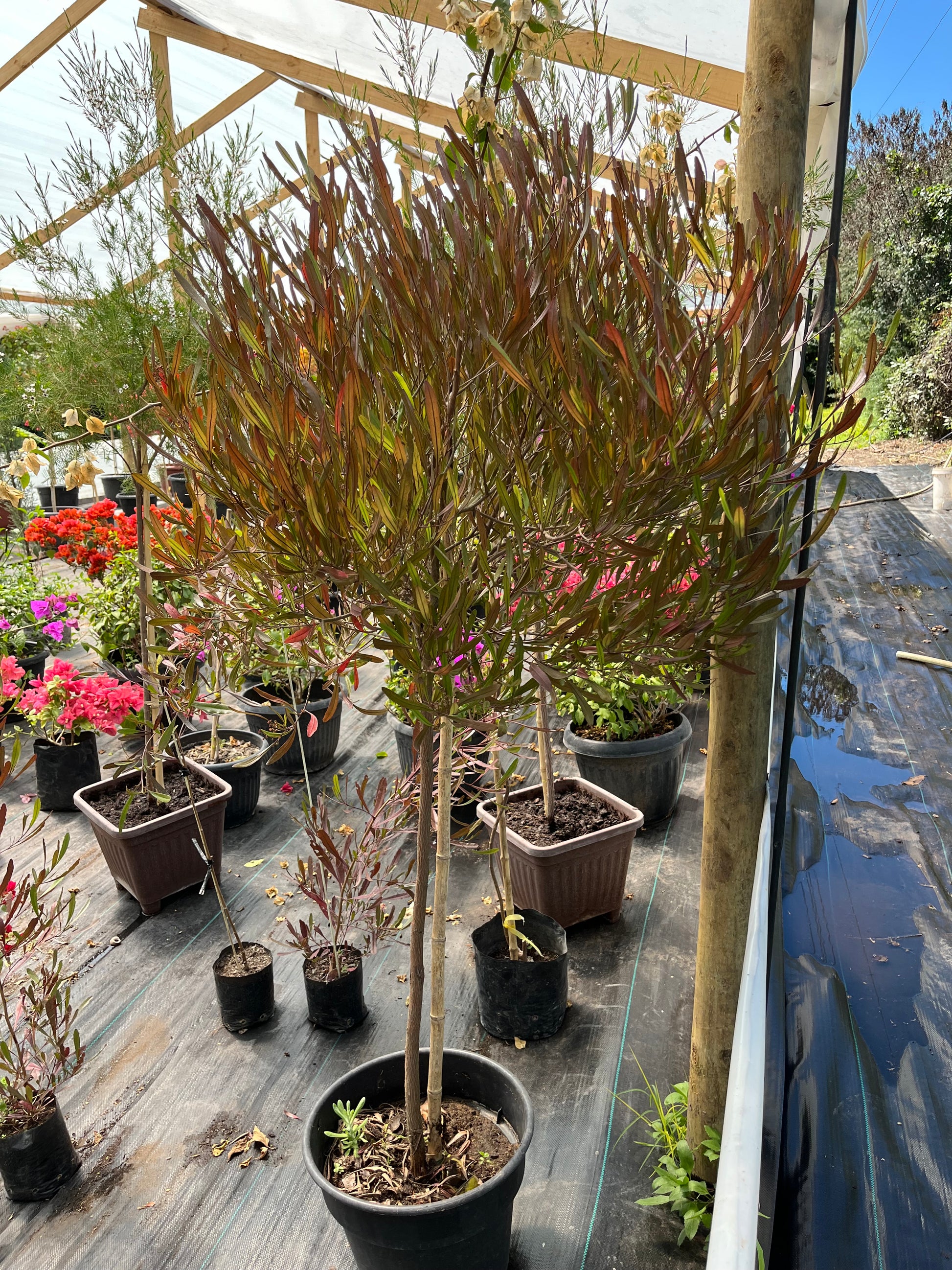 Plantas Pie Alto Grande