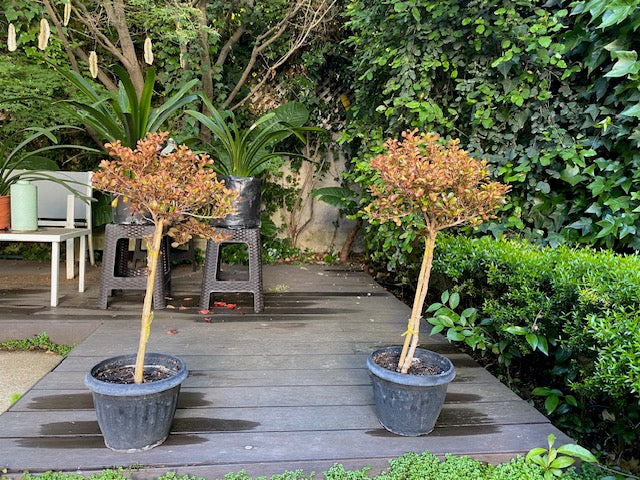 Coprosma Tequila Pie Alto Chico altura de 100 centímetros aprox., en macetero.