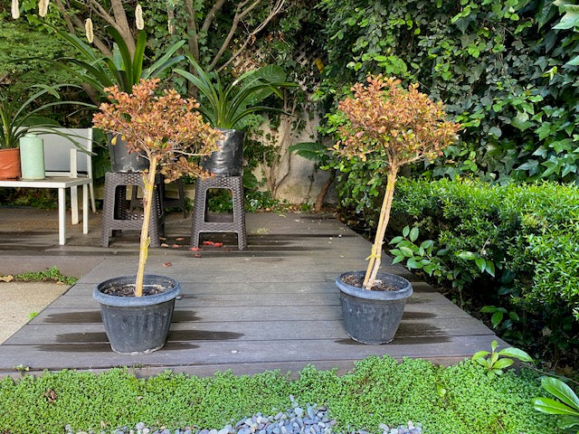 Coprosma Tequila Pie Alto Chico altura de 100 centímetros aprox., en macetero.