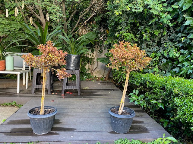 Coprosma Tequila Pie Alto Chico altura de 100 centímetros aprox., en macetero.