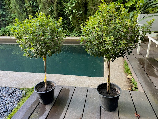 Rhus Pie Alto altura de 100 centímetros aprox., en macetero.