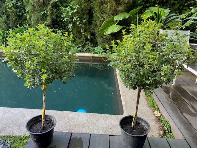 Rhus Pie Alto altura de 100 centímetros aprox., en macetero.