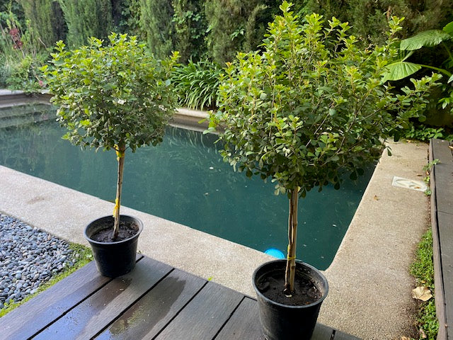 Rhus Pie Alto altura de 100 centímetros aprox., en macetero.