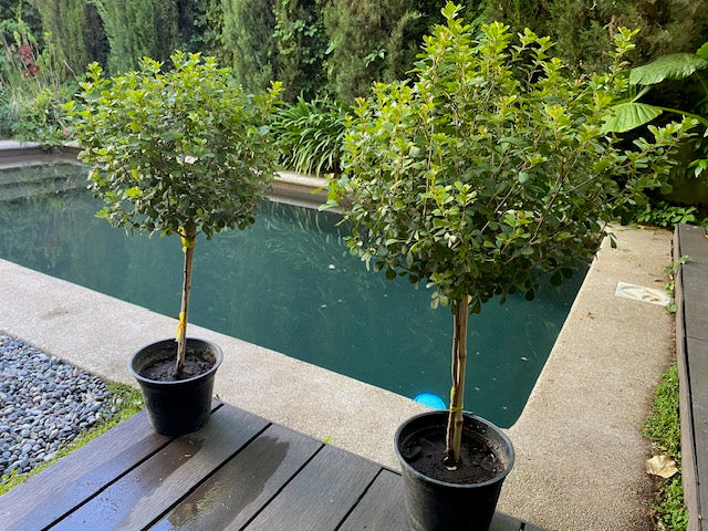 Rhus Pie Alto altura de 100 centímetros aprox., en macetero.