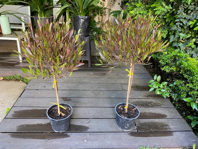 Stenocarpo Rojo Pie Alto chico altura de 100 centímetros aprox., en macetero.