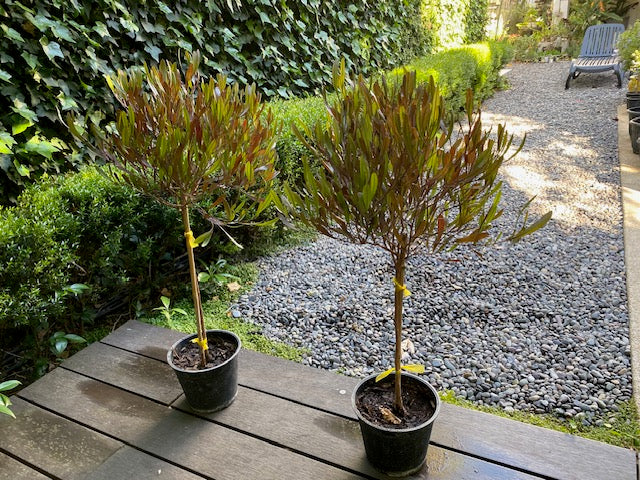 Stenocarpo Rojo Pie Alto chico altura de 100 centímetros aprox., en macetero.