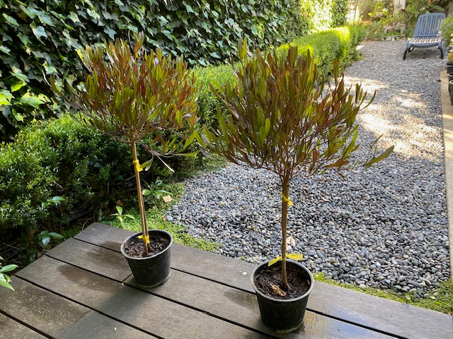 Stenocarpo Rojo Pie Alto chico altura de 100 centímetros aprox., en macetero.