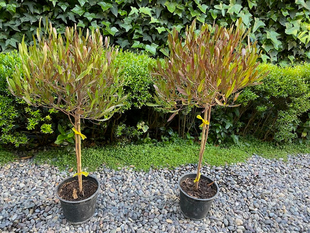 Stenocarpo Rojo Pie Alto chico altura de 100 centímetros aprox., en macetero.