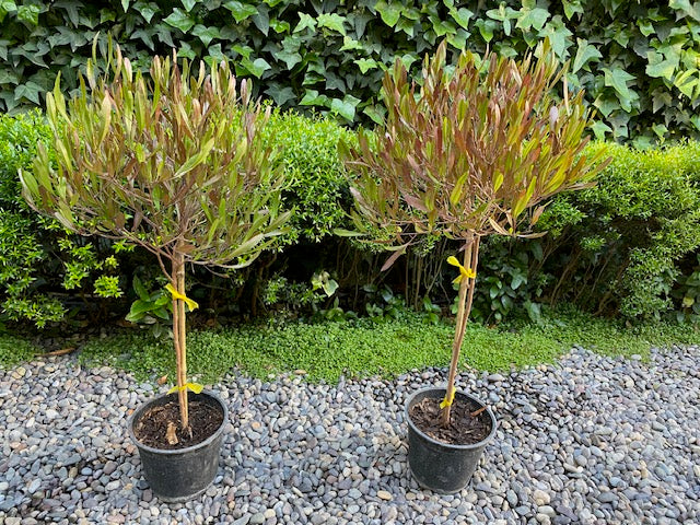 Stenocarpo Rojo Pie Alto chico altura de 100 centímetros aprox., en macetero.