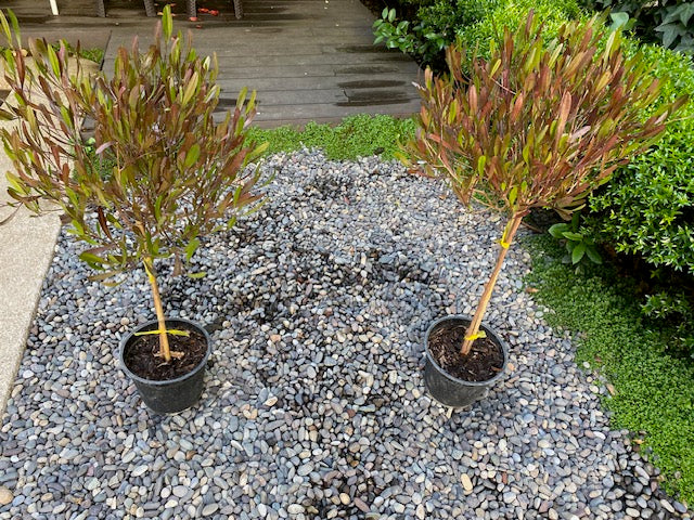 Stenocarpo Rojo Pie Alto chico altura de 100 centímetros aprox., en macetero.