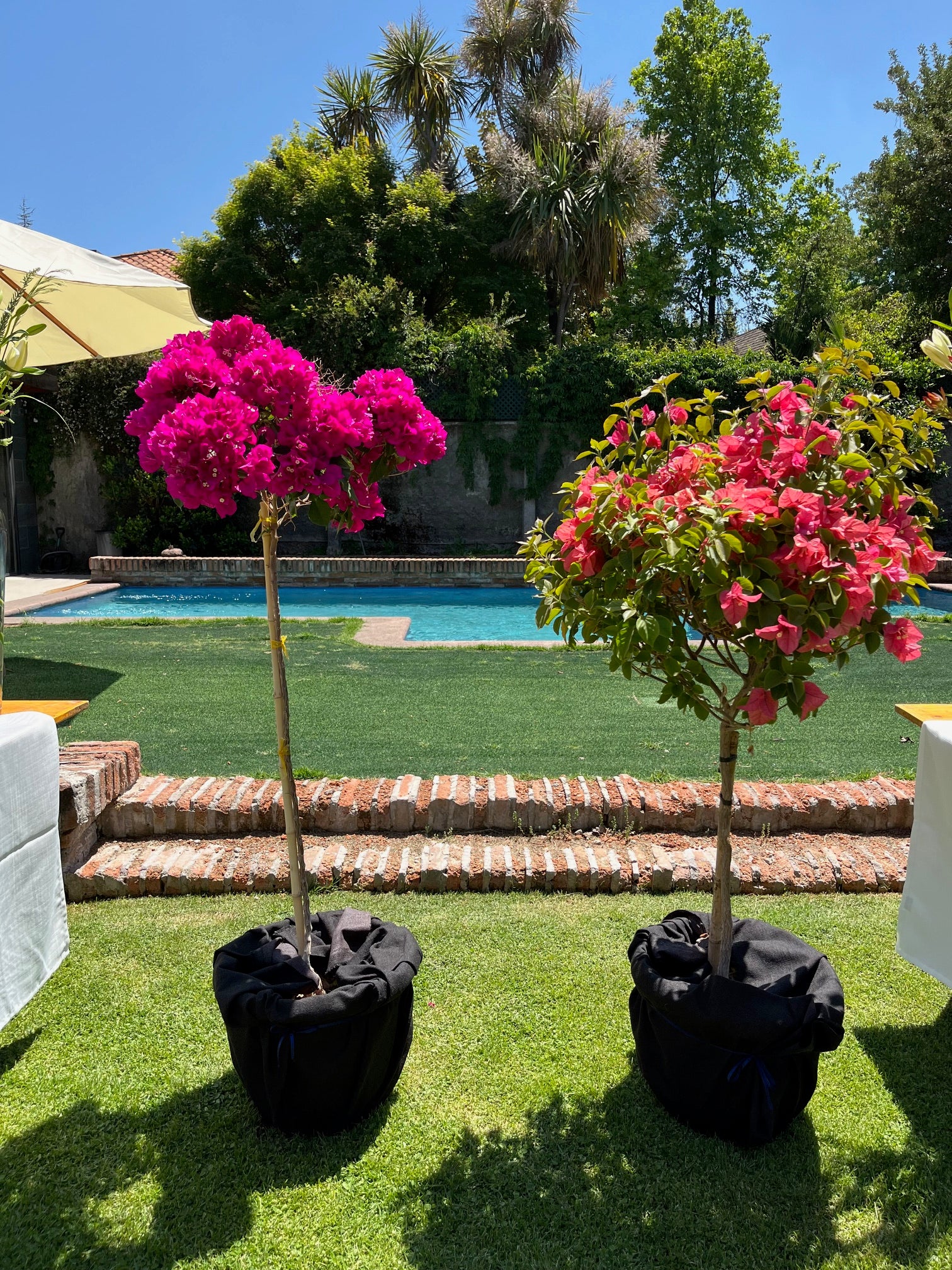 Bugambilia Pie Alto Grande altura  de 160 a 200 centímetros aprox., en macetero.