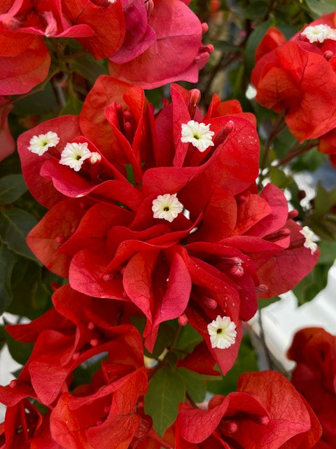 Bugambilia Pie Alto Grande altura  de 160 a 200 centímetros aprox., en macetero.