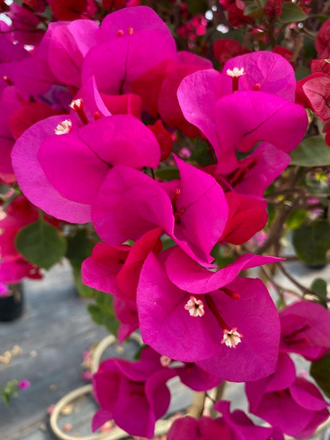 Bugambilia Pie Alto Grande altura  de 160 a 200 centímetros aprox., en macetero.