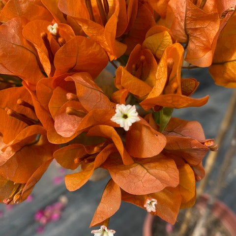 Bugambilia Pie Alto altura de 100 centímetros aprox. En Macetero