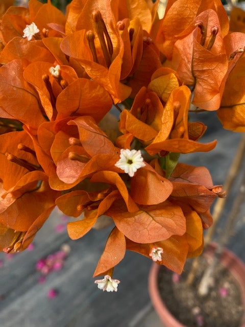 Bugambilia Pie Alto Grande altura  de 160 a 200 centímetros aprox., en macetero.