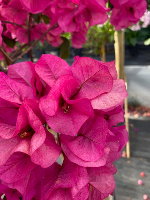 Bugambilia Pie Alto Grande altura  de 160 a 200 centímetros aprox., en macetero.