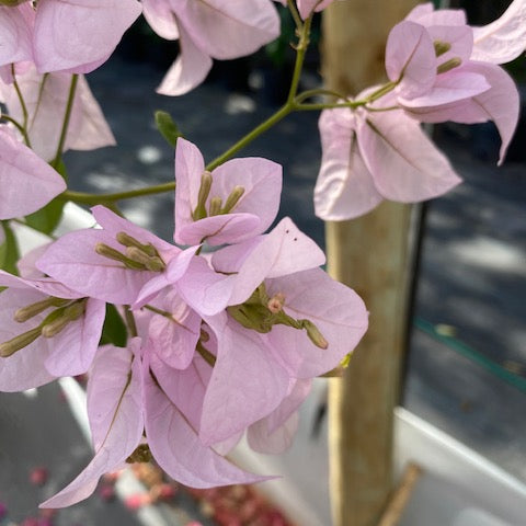 Bugambilia Pie Alto Grande altura  de 160 a 200 centímetros aprox., en macetero.