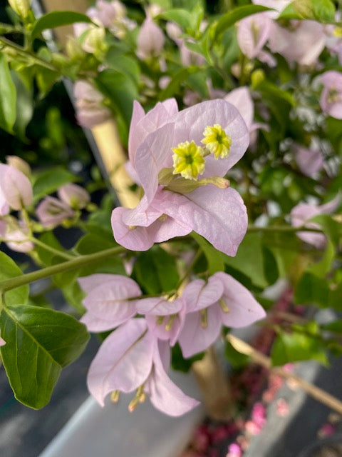 Bugambilia Pie Alto Grande altura  de 160 a 200 centímetros aprox., en macetero.