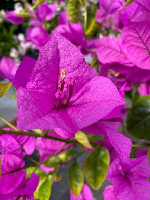 Bugambilia Pie Alto Grande altura  de 160 a 200 centímetros aprox., en macetero.