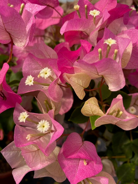 Bugambilia Pie Alto Grande altura  de 160 a 200 centímetros aprox., en macetero.