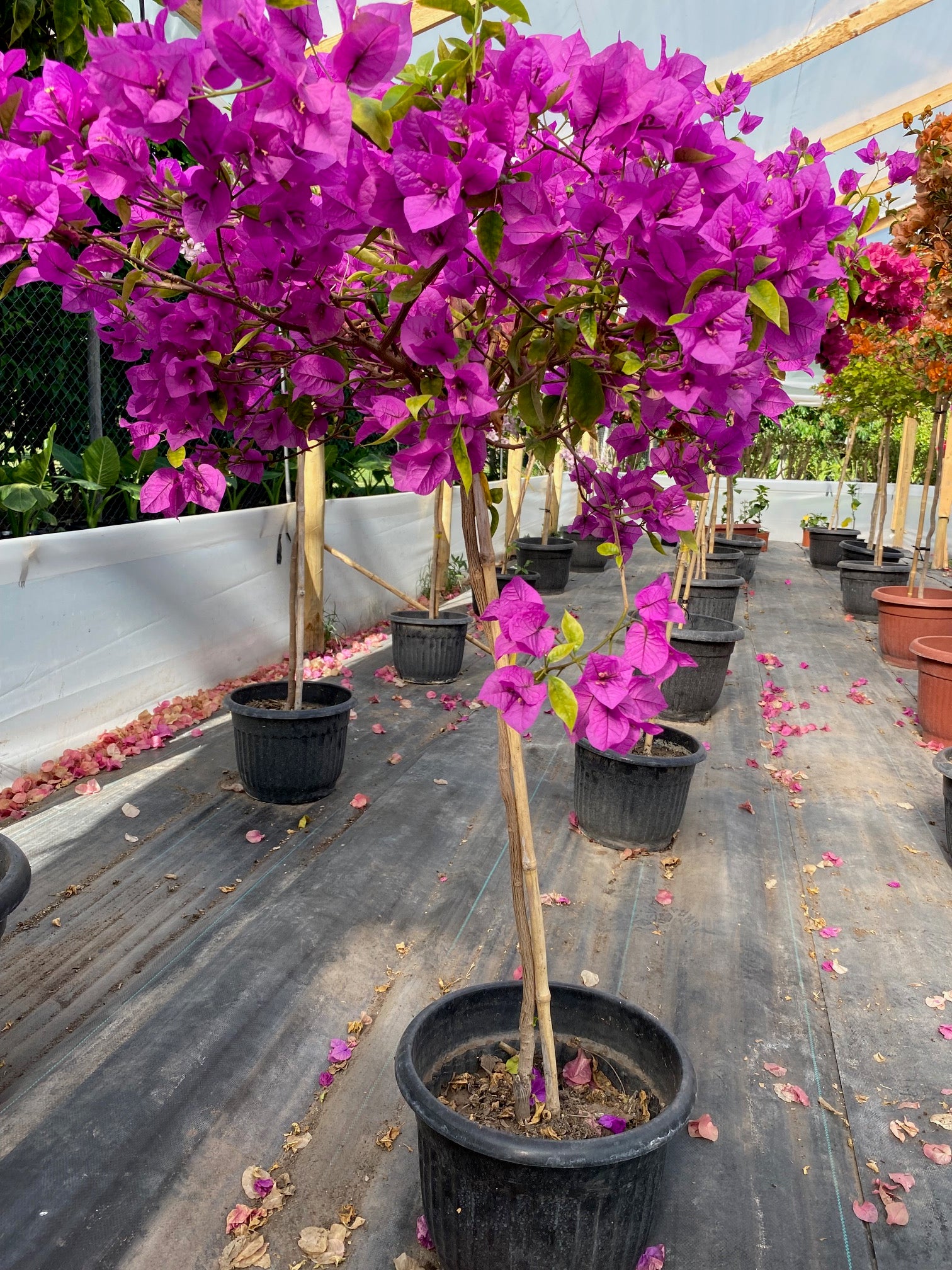 Bugambilia Pie Alto Mediana altura de 140 a 160  centímetros aprox., en macetero.