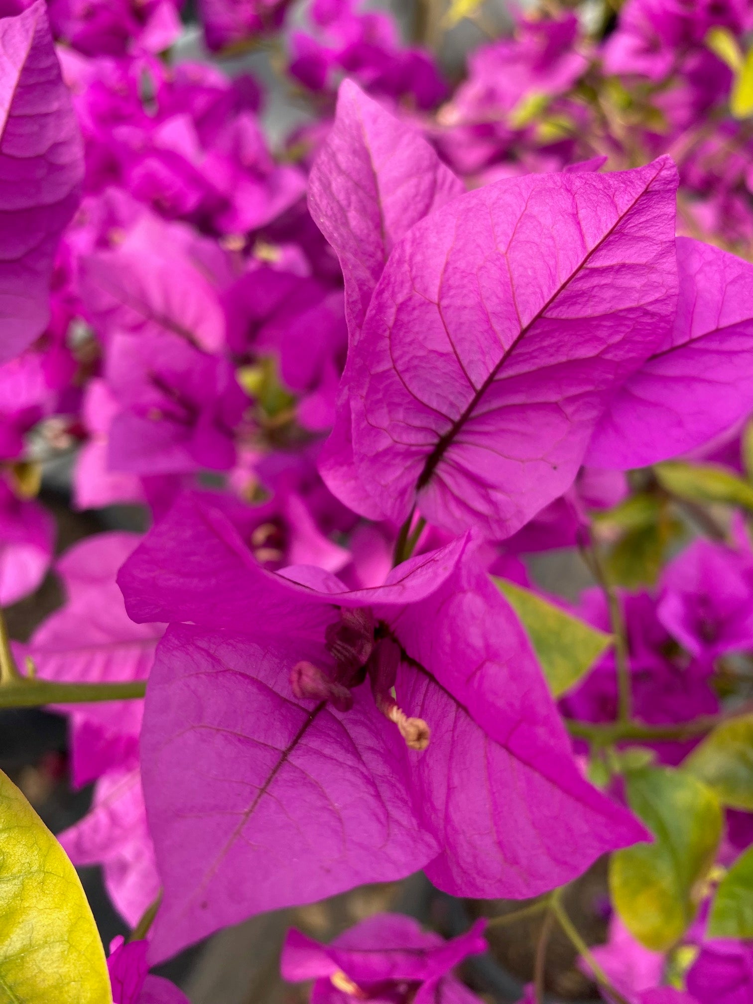 Bugambilia Pie Alto Mediana altura de 140 a 160  centímetros aprox., en macetero.