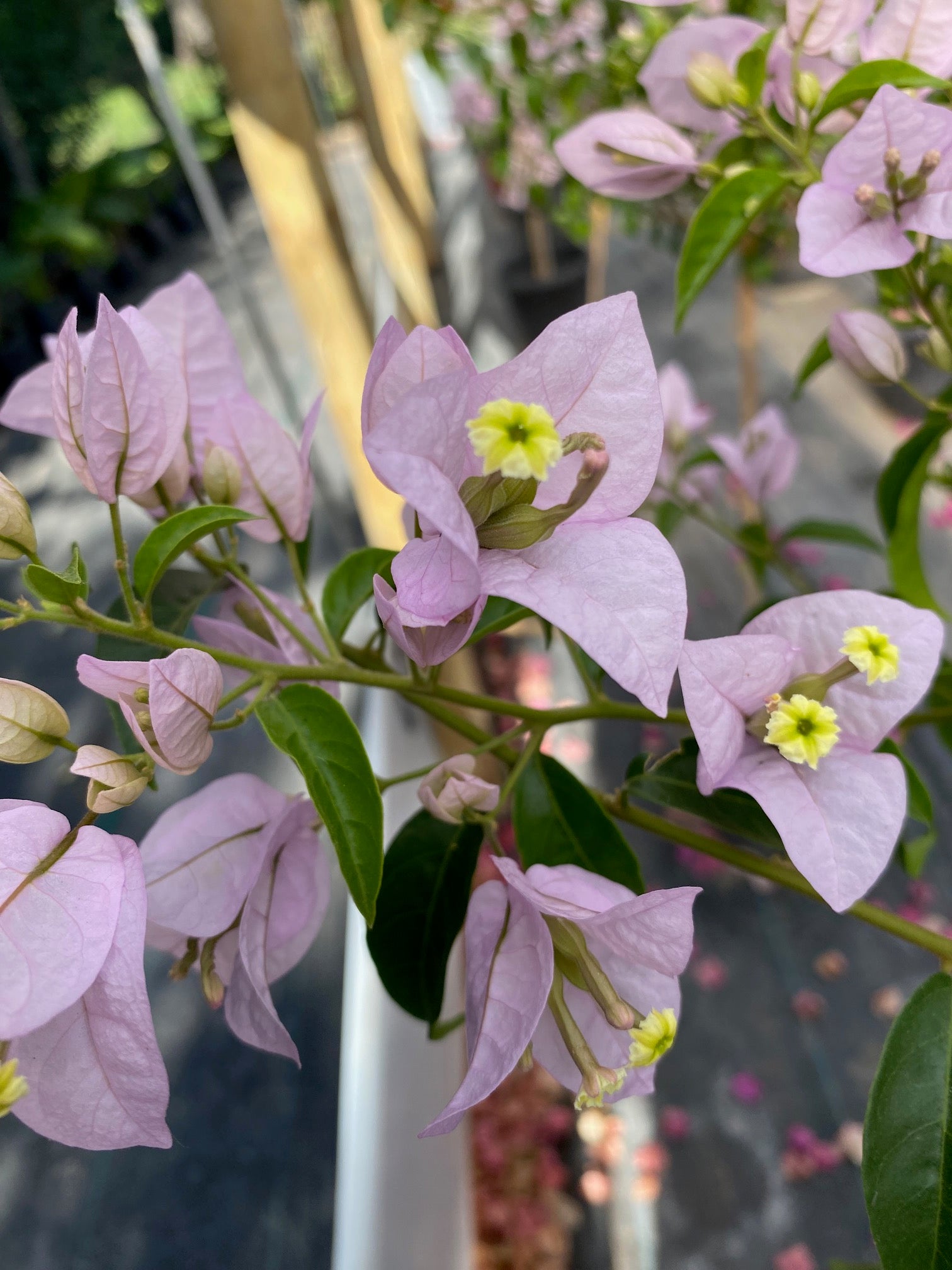 Bugambilia Pie Alto Mediana altura de 140 a 160  centímetros aprox., en macetero.
