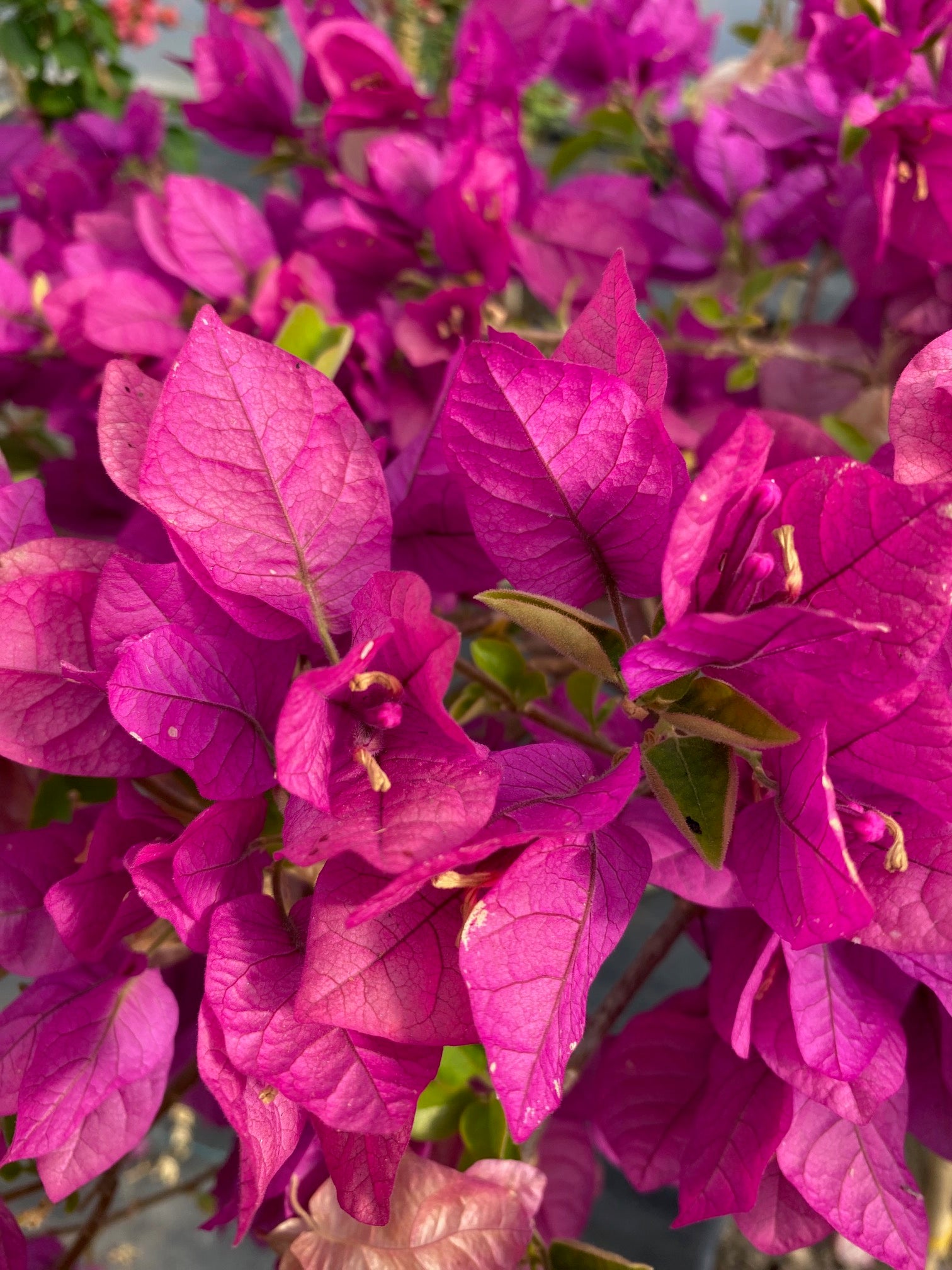 Bugambilia Pie Alto Mediana altura de 140 a 160  centímetros aprox., en macetero.