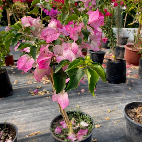 Bugambilia Pie Alto Chica altura de 100 y 140 centímetros aprox., en macetero.