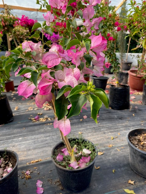 Bugambilia Pie Alto Chica altura de 100 y 140 centímetros aprox., en macetero.