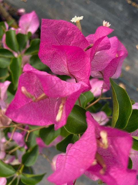 Bugambilia Pie Alto Chica altura de 100 y 140 centímetros aprox., en macetero.