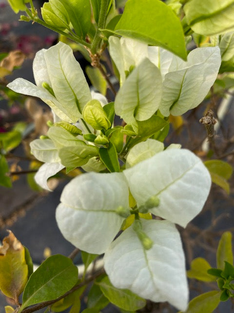 Bugambilia Pie Alto Chica altura de 100 y 140 centímetros aprox., en macetero.