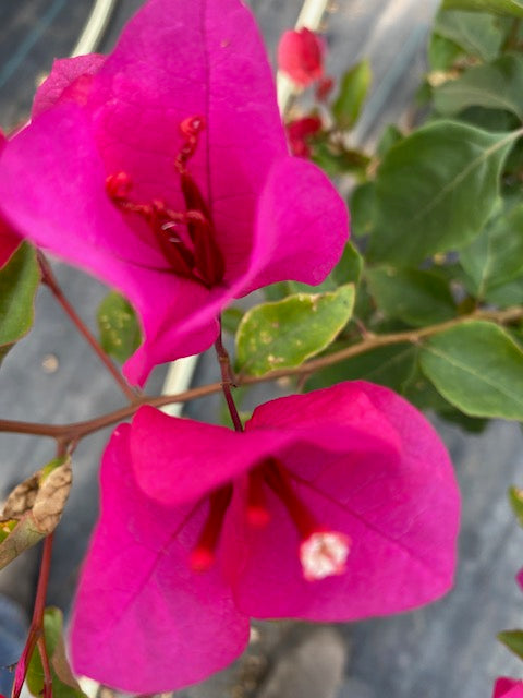 Bugambilia Pie Alto Chica altura de 100 y 140 centímetros aprox., en macetero.