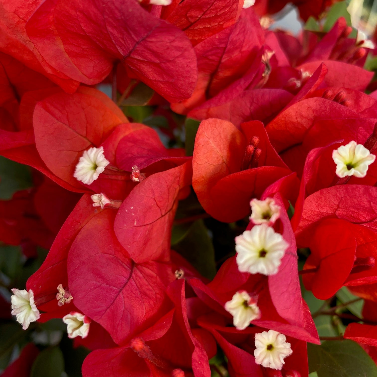 Bugambilia Pie Alto Mediana altura de 140 a 160  centímetros aprox., en macetero.