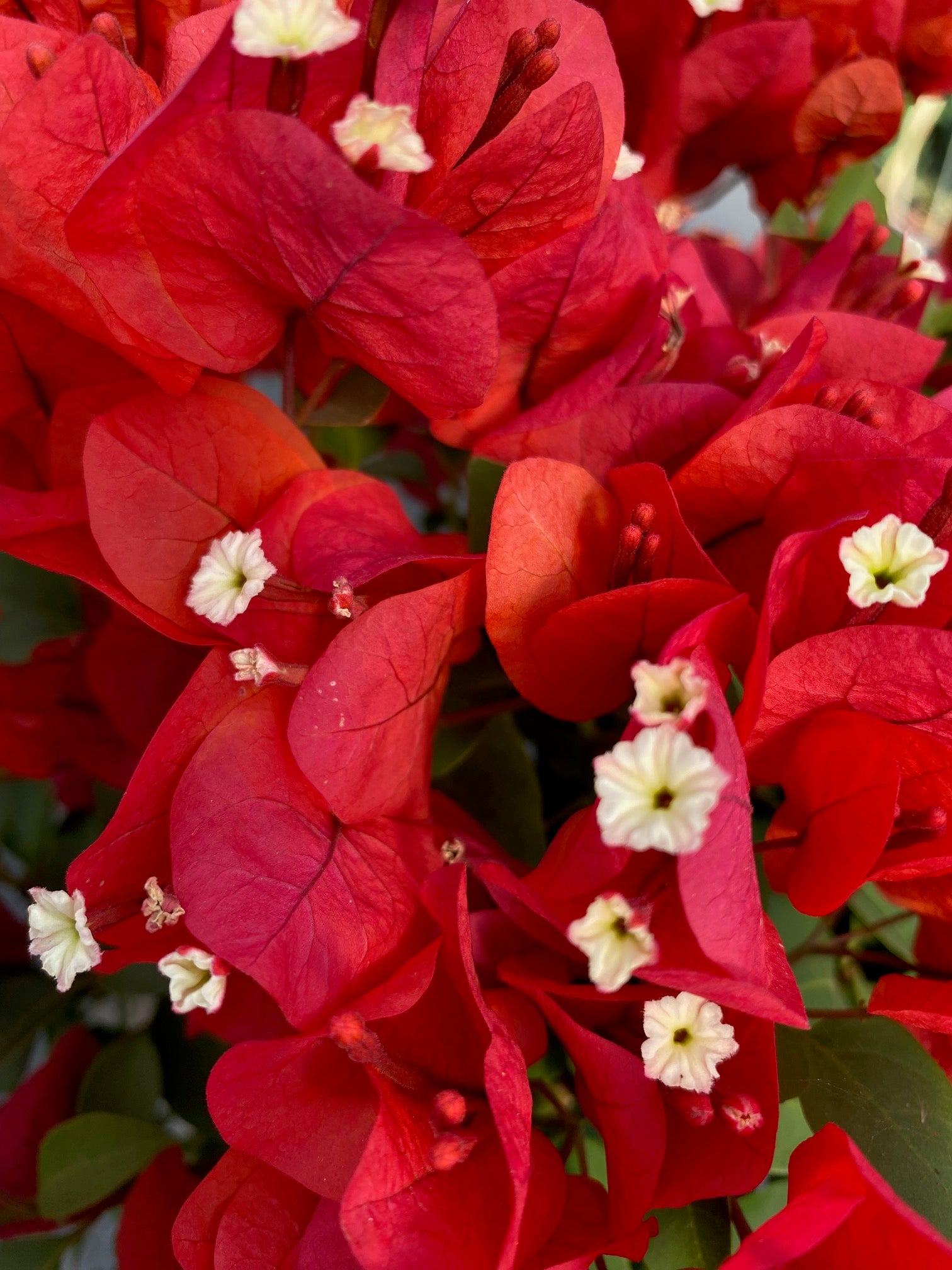 Bugambilia Pie Alto Mediana altura de 140 a 160  centímetros aprox., en macetero.