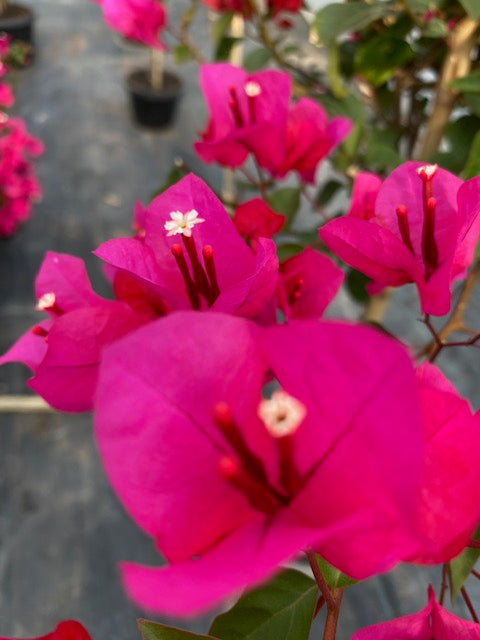 Bugambilia Pie Alto Chica altura de 100 y 140 centímetros aprox., en macetero.