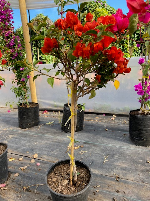 Bugambilia Pie Alto Chica altura de 100 y 140 centímetros aprox., en macetero.