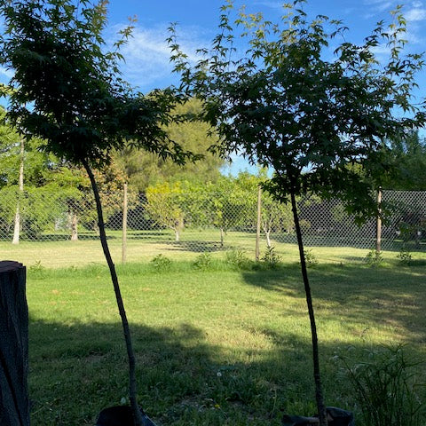 Acer Japónico altura de 80 a 150 centímetros aprox., en bolsa .