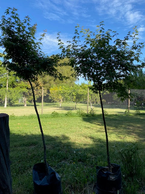 Acer Japónico altura de 80 a 150 centímetros aprox., en bolsa .