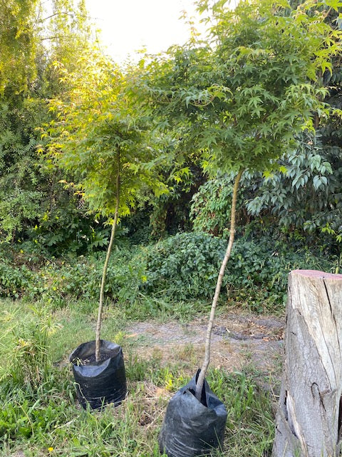 Acer Japónico altura de 80 a 150 centímetros aprox., en bolsa .