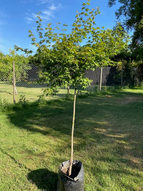 Acer Japónico altura de 80 a 150 centímetros aprox., en bolsa .