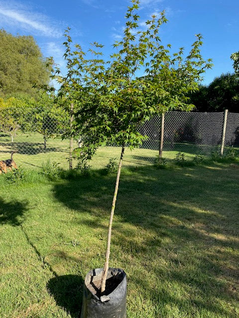 Acer Japónico altura de 80 a 150 centímetros aprox., en bolsa .