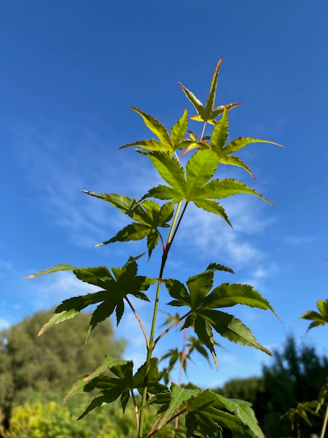 Acer Japónico altura de 80 a 150 centímetros aprox., en bolsa .