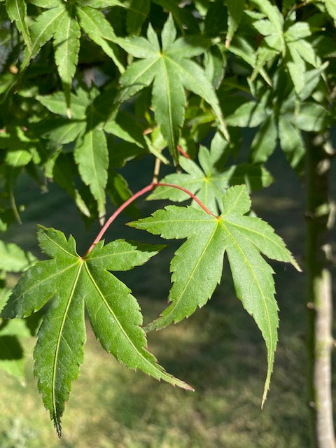 Acer Japónico altura de 80 a 150 centímetros aprox., en bolsa .