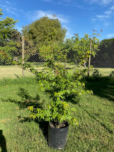 Acer Japónico Pie Alto Grande altura 160 a 200 centímetros aprox., en bolsa.