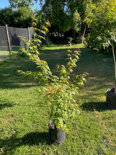 Acer Japónico Pie Alto Grande altura 160 a 200 centímetros aprox., en bolsa.