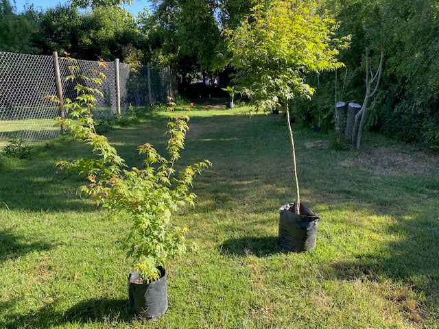Acer Japónico Pie Alto Grande altura 160 a 200 centímetros aprox., en bolsa.